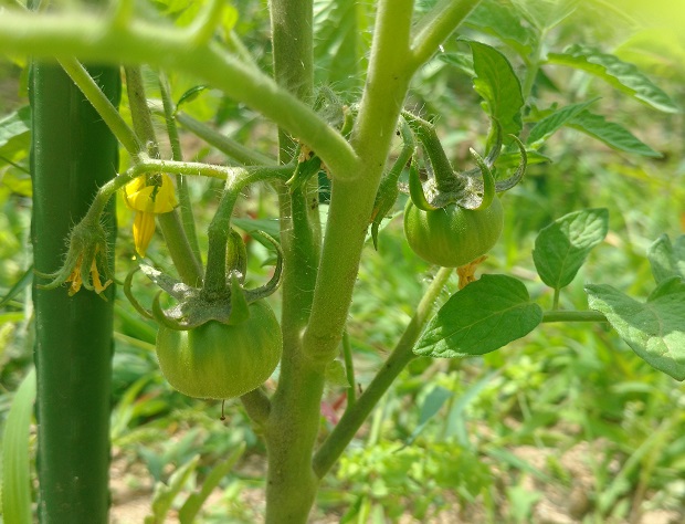 Naixement tomaqueres